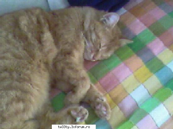 Ai si tu un "bebelush" acasa? - Nu ezita sa ne povestesti si noua cat de dulce - Our little cute pets!