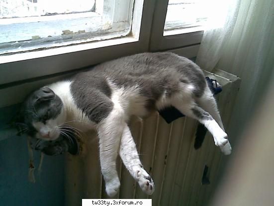 Ai si tu un "bebelush" acasa? - cannabis - Our little cute pets!
